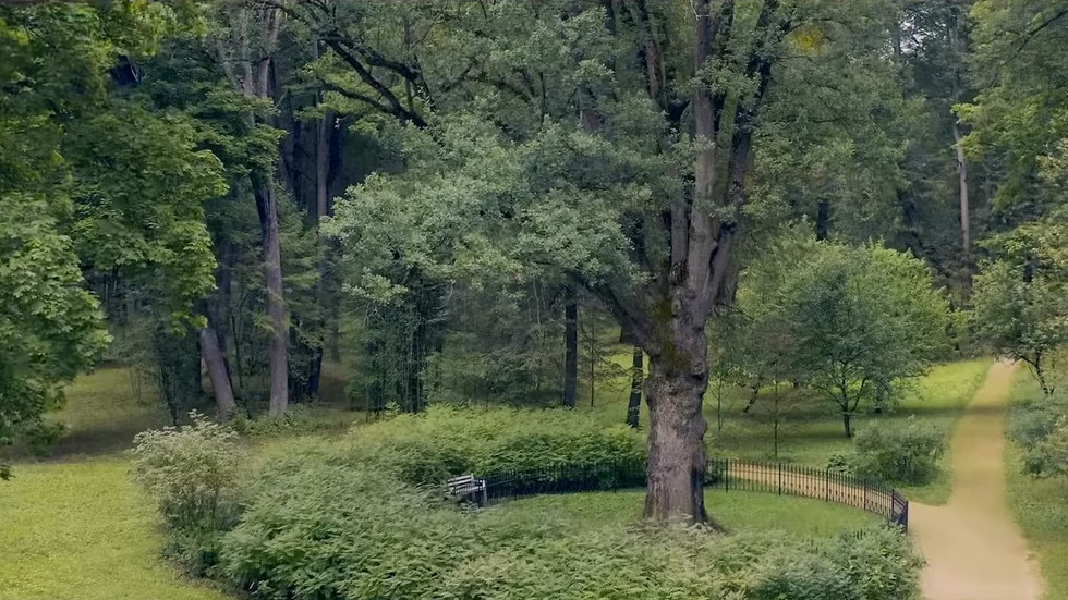"2021 Tree of the Year Russia - Turgenev Oak". © YouTube:YouTube EPA
