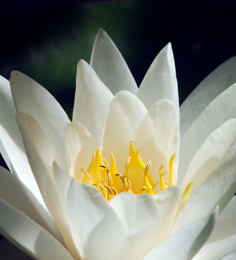 Heart Of The Lotus -Will Thomas photo