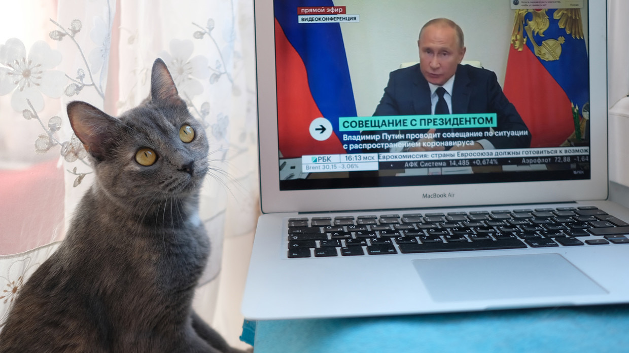 Russian Cats banned! - kittycat sits near a laptop showing a live broadcast of Russian President Vladimir Putin's address to the nation ©  Sputnik : Nikolai Khizhniak