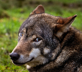 Wolf flirting -Konrads Bilderwerkstatt :Flickr